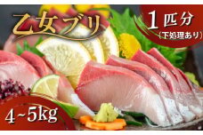 乙女 ブリ 1本 4~5kg （下処理有）丸ごと一本 ブランド鰤 極みブリ 冷蔵 ブリ しゃぶ 高知県 須崎市 高知 鰤 年末 正月 KS036