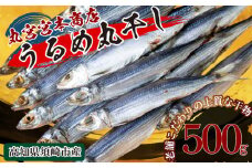 特上品 うるめいわし 500g 干物 鰯 煮干し 真いわし 真鰯 稚魚 おやつ 乾物 魚介 加工品 ウルメ 丸宮 宮本 商店 土佐 海洋深層水 ミネラル 高知県 須崎市  MMY020-2x