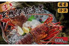 活き 伊勢海老 600g 以上 ( 1尾 から 3尾 ) 吉岡 ( サイズ 混合 えび エビ いせえび 高級 鮮魚 イセエビ 海鮮 魚介 刺身 焼き物 汁物 ギフト 贈答 贈り物 祝い 歳暮 中元 高知 天然 海の幸 高知県 須崎市 ) IKY056-2x