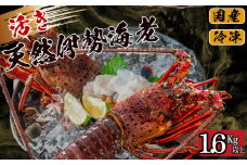 活き 伊勢海老 1.6kg 以上 ( 2尾 から 8尾 ) 吉岡 ( サイズ 混合 えび エビ いせえび 高級 鮮魚 イセエビ 海鮮 魚介 刺身 焼き物 汁物 ギフト 贈答 贈り物 祝い 歳暮 中元 高知 天然 海の幸 高知県 須崎市 ) IKY057-x