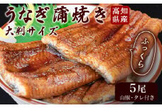 うなぎ 鰻 蒲焼 約 200g × 5尾 セット 高知県 産 蒲焼き 高知 須崎市 ウナギ 