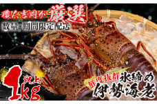 氷締め伊勢海老  吉岡 ( サイズ 混合 えび エビ いせえび 高級 鮮魚 イセエビ 海鮮 魚介 刺身 焼き物 汁物 ギフト 贈答 贈り物 祝い 歳暮 中元 高知 天然 海の幸 高知県 須崎市 ) IKY079