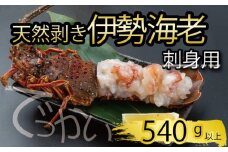 でっかい天然伊勢海老  刺身用 540g以上 冷凍 ( 特大サイズ 急速冷凍 えび エビ 高級 鮮魚 海鮮 魚介 刺身 焼き物 汁物 ギフト 贈答 贈り物 祝い 歳暮 中元 年末 年始 早期 予約 ) IKY098