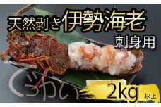 でっかい天然伊勢海老  刺身用 2kg以上 冷凍 ( 特大サイズ 急速冷凍 えび エビ 高級 鮮魚 海鮮 魚介 刺身 焼き物 汁物 ギフト 贈答 贈り物 祝い 歳暮 中元 年末 年始 早期 予約 ) IKY101