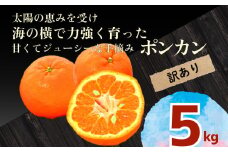 訳あり ポンカン 5kg 早期受付 2026年1月中旬より順次発送 安和ポンカン 家庭用 柑橘 椪柑 みかん フルーツ 果物 くだもの 期間限定 季節限定 YN001_x