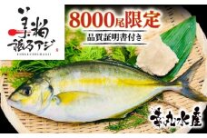 美粕祇万アジ 500g フィーレ 4パック フィーレ カマ アラ付 高級魚 刺身 刺身用 縞鯵 シマアジ 鯵 海鮮 鮮魚 新鮮 魚介 冷凍 魚 さかな 小分け 高知県 須崎市 SCM002