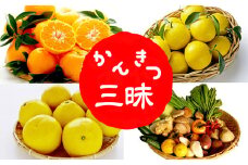 定期便 3回 柑橘三昧 ポンカン 文旦 小夏 野菜 セット付き 南国高知からの贈り物 季節 旬 柑橘 果物 フルーツ 蜜柑 みかん 頒布会 高知県須崎市