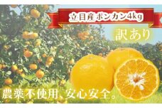 【早期予約受付開始】 2026年1月下旬発送 ポンカン 訳あり 4kg 無農薬 ブランド サイズ混合 家庭用 立目産ぽんかん 柑橘 高知県 須崎市