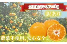 【早期予約受付開始】 2026年1月下旬発送 ポンカン 訳あり 4kg 無農薬 ブランド サイズ混合 家庭用 立目産ぽんかん 柑橘 高知県 須崎市