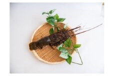 12ヶ月 定期便 刺身 鮮魚 12回 定期便 新鮮 国産 （ 伊勢海老 ブリ かつお たたき キハダ マグロ タイ シマアジ ヒラメ 貝 セット） イセエビ 鯵 長太郎 サザエ  鰹 鯛 鮪 セット 冷凍 冷蔵 しゃぶ 鯛 お鍋 海鮮 年末 年始 大晦日 正月 高知県 須崎市 高知 YI1000