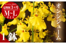 【定期便3ヶ月】 オンシジューム ( アロハ・イワナガ ) １鉢 M~L ラッピング有 お花 花 はな フラワー インテリア 鑑賞 洋ラン 鉢 栽培 園芸 ガーデニング 初心者向け KN2000