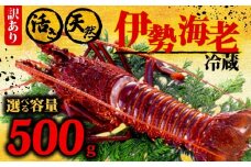 伊勢海老 500g以上 イセエビ 伊勢エビ 海老 エビ ギフト 贈答 贈り物 天然 魚介 海の幸 鮮魚 刺身 刺し身 お造り 姿造り 焼き物 汁物 味噌汁 鍋 冷蔵 高級 高知県 須崎市 GK015