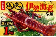 伊勢海老 1kg以上 イセエビ 伊勢エビ 海老 エビ ギフト 贈答 贈り物 天然 魚介 海の幸 鮮魚 刺身 刺し身 お造り 姿造り 焼き物 汁物 味噌汁 鍋 冷蔵 高級 高知県 須崎市  GK016