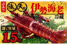 伊勢海老 1.5kg以上 イセエビ 伊勢エビ 海老 エビ ギフト 贈答 贈り物 天然 魚介 海の幸 鮮魚 刺身 刺し身 お造り 姿造り 焼き物 汁物 味噌汁 鍋 冷蔵 高級 高知県 須崎市 GK017