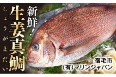 高知産の生姜を食べて育った、新鮮絶品の「生姜真鯛」（贅沢加工）