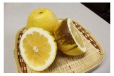 成田果樹園の河内晩柑　10kg【訳あり・加工用・搾汁用】
