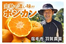 羽賀農園の完熟ポンカン4kg
