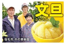 千の果樹園の土佐文旦10kg贈答用