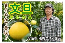 龍馬がゆく園芸の土佐文旦10kg家庭用