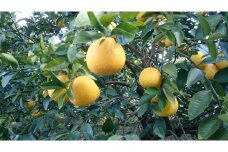 成田果樹園の河内晩柑 7kg【家庭用】