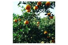 成田果樹園の西南のひかり5kg（みかん）【こだわり新品種】
