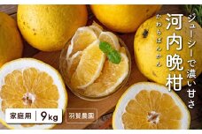 羽賀農園の河内晩柑9kg（家庭用）【高知県宿毛市小筑紫町田ノ浦産】