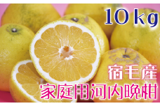 河内晩柑10kg【家庭用】