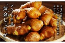 高知県産 黄金しょうが 4kg