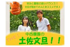 中西農園の土佐文旦10kg家庭用