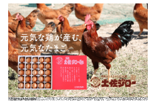 【年間定期便】裏庭の土佐ジロー有精卵 25個入りパック 毎月お届け定期便