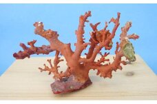 珊瑚職人館の珊瑚の原木・拝見・置物（g16）