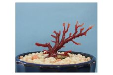 珊瑚職人館の珊瑚の原木・拝見・置物（g4）
