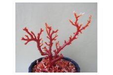 珊瑚職人館の珊瑚の原木・拝見・置物（ｇ19）
