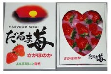 だるま苺（さがほのか）化粧箱　いちご 大粒 フルーツ 果物 贈答 ギフト スイーツ こだわり 冷蔵 JA 農協 高知 だるま夕日 大錦 とよのか