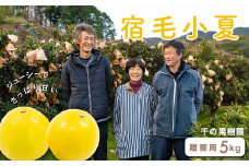 千の果樹園の宿毛小夏5kg・贈答用