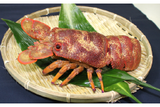 沖の島の漁師が獲ったセミエビ 600g（1～2匹）