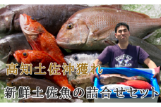 新鮮土佐魚の詰合せセットD