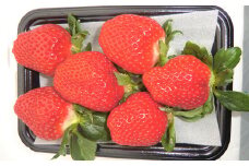 だるま苺（さがほのか）4パック　いちご 大粒 フルーツ 果物 家庭用 訳あり イーツ こだわり 冷蔵 JA 農協 高知 だるま夕日 大錦 とよのか