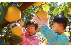西尾農園の土佐文旦5kg（大玉）家庭用