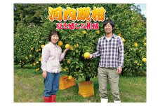 龍馬がゆく園芸の河内晩柑9kg（訳あり）