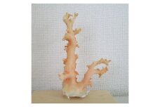 珊瑚職人館の珊瑚の原木・拝見・置物（g37）