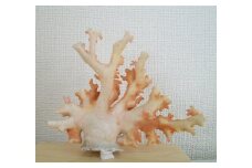 珊瑚職人館の珊瑚の原木・拝見・置物（g38）