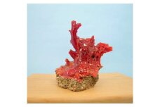 珊瑚職人館の珊瑚の原木・拝見・置物（g54）