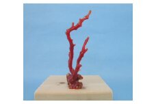 珊瑚職人館の珊瑚の原木・拝見・置物（g55）