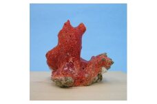 珊瑚職人館の珊瑚の原木・拝見・置物（g52）