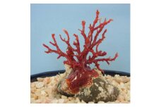 珊瑚職人館の珊瑚の原木・拝見・置物（g49）