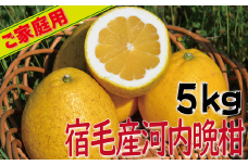 宿毛産河内晩柑家庭用5kg
