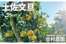 吉村農園の土佐文旦10kg(家庭用)