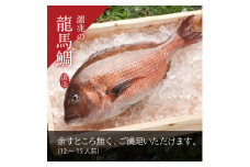 龍馬鯛　1尾まるごとお届け！