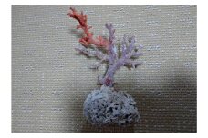 海の秘宝珊瑚：珊瑚の原木07